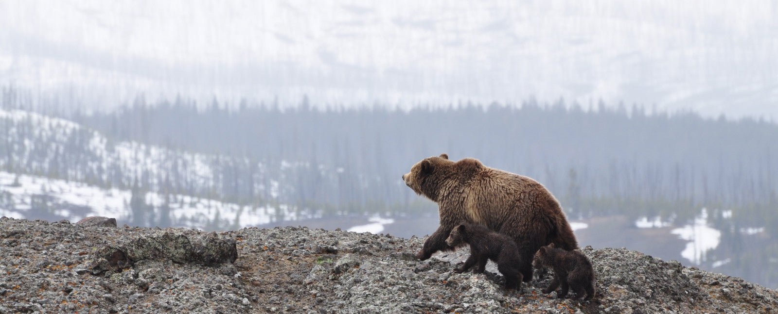 BRBL - Trek, Trail & Fish NZ