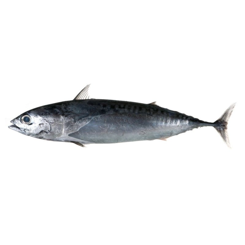 Bullet Tuna 2kg (in - store only) - Bait - frozen - Trek, Trail & Fish NZ