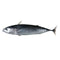 Bullet Tuna 2kg (in - store only) - Bait - frozen - Trek, Trail & Fish NZ