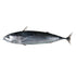 Bullet Tuna 2kg (in - store only) - Bait - frozen - Trek, Trail & Fish NZ