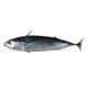 Bullet Tuna 2kg (in - store only) - Bait - frozen - Trek, Trail & Fish NZ
